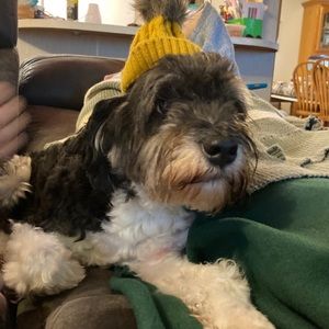 Meet your Posher, Kyra